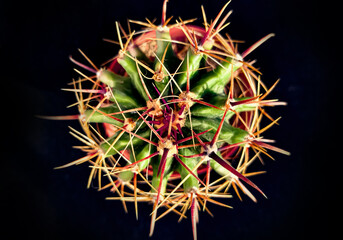 Overhead view of cactus plant