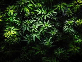 Against the backdrop of rich black, a top view showcases the greenery of marijuana vegetation plants, illustrating the process of growing cannabis indica, hemp CBD