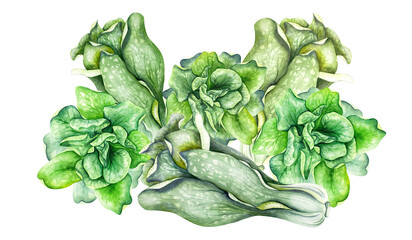 Hand drawn watercolor illustration of bok choy vegetable. Chinese cabbage isolated on white background. Superfood poster, fresh green vegetable, salad. - obrazy, fototapety, plakaty