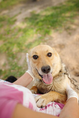 mongrel dog in an animal shelter