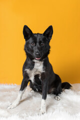 mongrel dog in an animal shelter on yellow background