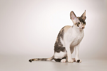 Cornish rex breed male cat posing for portrait in studio