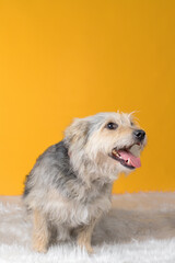 mongrel dog in an animal shelter on yellow background