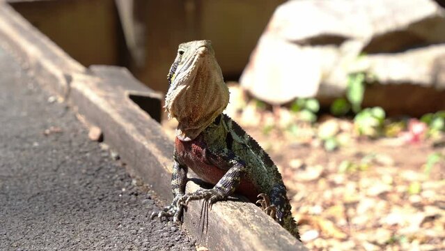 Male Australian eastern water dragon, intellagama lesueurii with deep red colour on the chest and belly area, spotted basking on the kerbside of a forest pathway, wondering around the surroundings.
