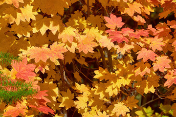 Naklejka na ściany i meble Maple orange bright leaves texture in Oregon forest in autumn season.