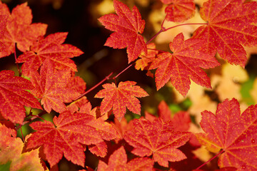 Maple red leaves in Oregon forest in autumn season.