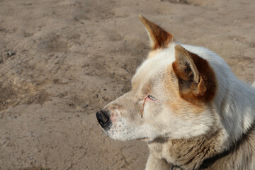 Chien de traineau du Groenland