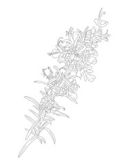 Botanical illustration Salvia rosmarinus medicinal spicy plant, sprig of blooming rosemary. Outline hand-drawn of wildflower for packaging design of tea, aromatherapy, homeopathic medicines.