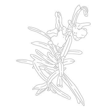 Botanical illustration Salvia rosmarinus medicinal spicy plant, sprig of blooming rosemary. Outline hand-drawn of wildflower for packaging design of tea, aromatherapy, homeopathic medicines.