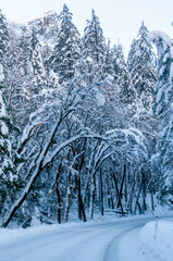 A snow-covered winter landscape along the road from Yosemite Valley to Mariposa grove.
