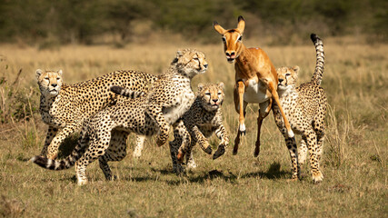cheetah cubs learning to hunt, masai mara safari