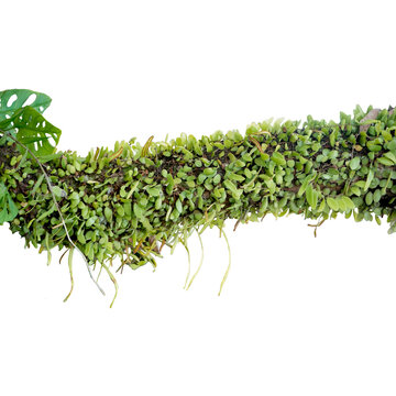 Tropical rainforest Dragon scale fern (Pyrrosia piloselloides) epiphytic creeping plant with round fleshy green leaves growing on jungle liana vine plant isolated on white with clipping path.