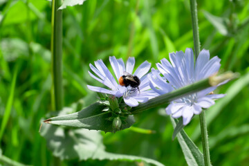 Bumblebee on chicory flowers on the background of green grass