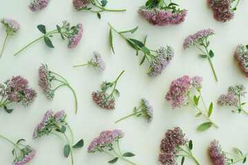 Seamless floral pattern of (Sedum Pink Flower) on beige background. Stonecrops flowers  Flowers...