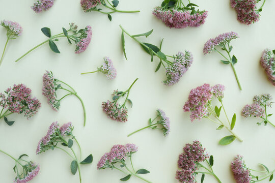 Seamless floral pattern of (Sedum Pink Flower) on beige background. Stonecrops flowers  Flowers pattern. Top view, flat lay. 
