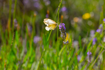 Lavenders and butterflies and bees landing on them.