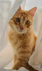 portrait of simba the ginger cat