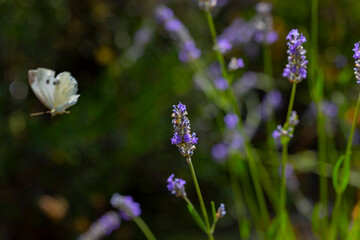 Lavenders and butterflies and bees landing on them.