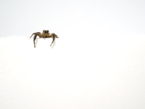 壁の上から見下ろすハエトリグモ