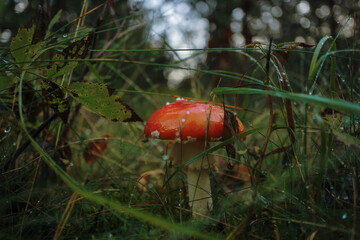 red fly agaric