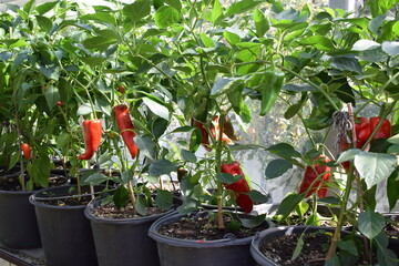 ripe paprika on plants