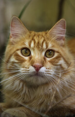 portrait of an orange tabby cat