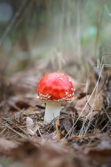 Amanita muscari, fly agaric beautiful red-headed hallucinogenic toxic mushroom..