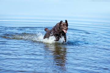 Happy dog playing in the sea, river in summer, brown retriever resting on the beach. Labrador swimming in water. Travel concept, pets in nature