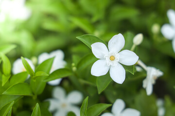Obraz na płótnie Canvas Closeup white flower in garden.Background​ Nature