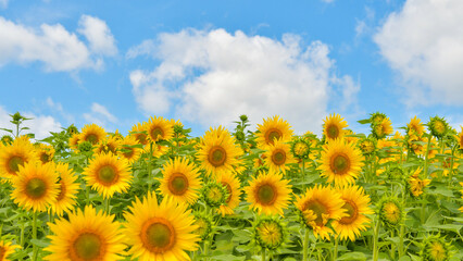 Obraz premium ひまわり ヒマワリ 夏 北海道