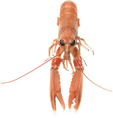 fresh and cooked norway lobster isolated 