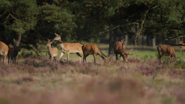 Red deer stag among harem of hinds in Hoge Veluwe glade, Dutch wildlife