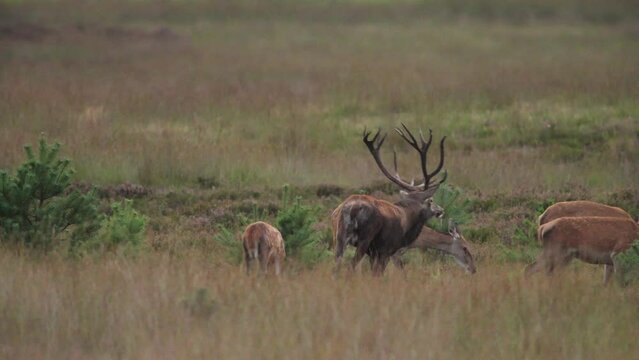 Red deer stag bellows and chases around hinds from harem, rutting season