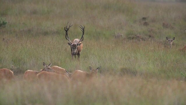 Red deer stag with big set of antlers runs toward and bellows at harem of hinds