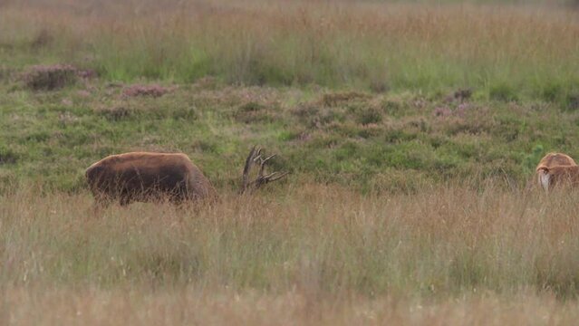 Bellowing red deer stag asserting dominance among hinds, rutting season, Veluwe