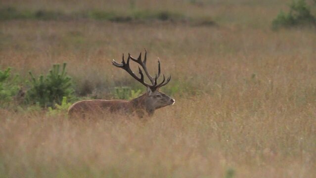 Red deer stag with set of antlers walks in meadow, the rut. Profile tracking