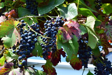 blue ripe grapes at the vine plants in autumn