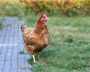 Brown Sussex range chicken on a farm
