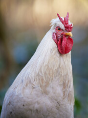 White rooster with V comb portrait