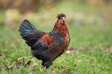 Fototapeta premium Young red rooster in the grass
