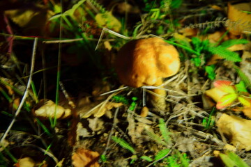 Pilze wachsen im Wald.Steinpilz.Birkenpilz.Hallimasche.Fuchs.Trüffel.Butterpilz. Austernpilz (Pleurotus ostreatus).Nahaufnahme Makro.Gesunde Lebensmittel und Medikamente werden verwendet.Postkarte	