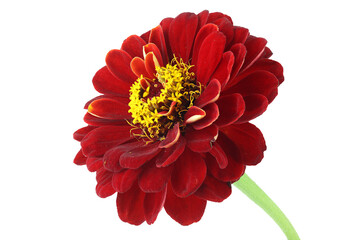 Old red zinnia