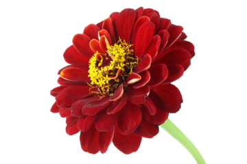 Old red zinnia