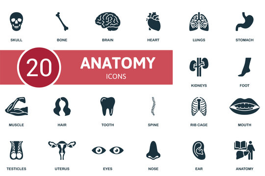 Anatomy set. Creative icons: skull, bone, brain, heart, lungs, stomach, kidneys, foot, muscle, hair, tooth, spine, rib cage, mouth, testicles, uterus, eyes, nose, ear.