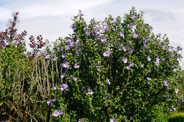 Les hibiscus