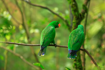 green parrots. Beautiful couple of green parrots. green parrot wildlife of tropical nature.