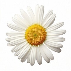 A white daisy with a vibrant yellow center