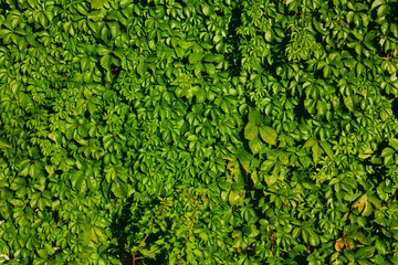 Photo of green leafy plants covering the wall surface.