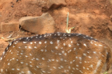 Chital or cheetal deer clustered together in a zoo 