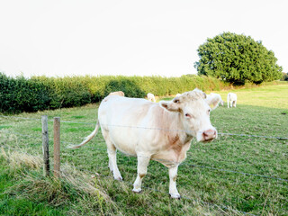 Cow behind wire farm fence, sky and clouds, trees, pasture, ,organic farming, West London, UK